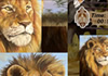 Puzzle Safari