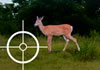 Fawn Hunter 3000
