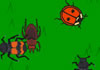 The Lady Bug